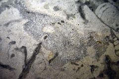 29B Banff Springs Hotel Staircase Made Of Manitoba Tyndall Stone Has A Complete Fish Fossil